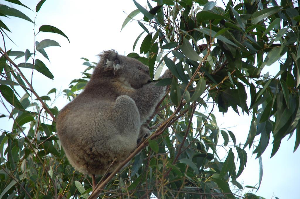 Shearwater Cottages Apollo Bay Luaran gambar