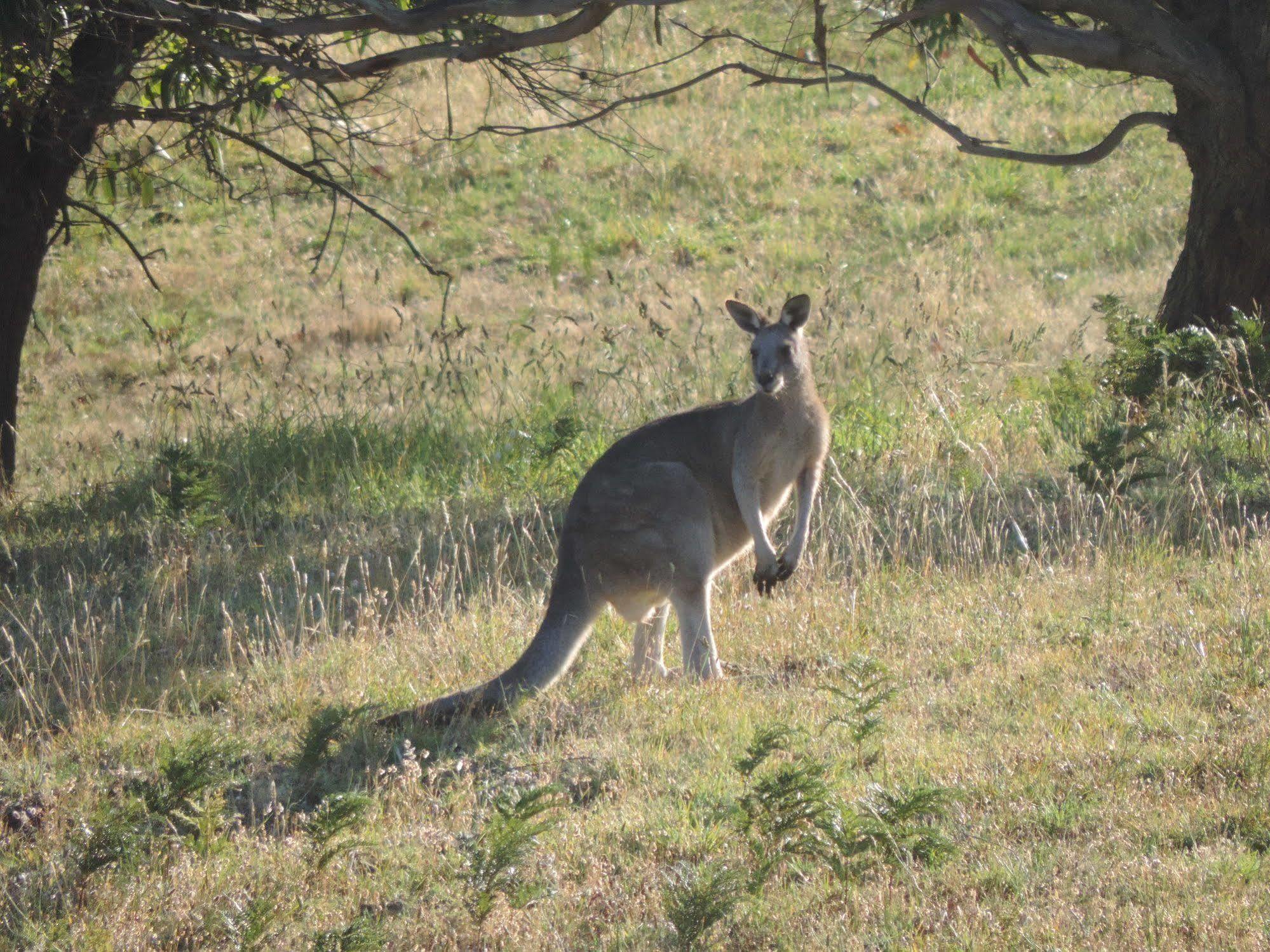 Shearwater Cottages Apollo Bay Luaran gambar